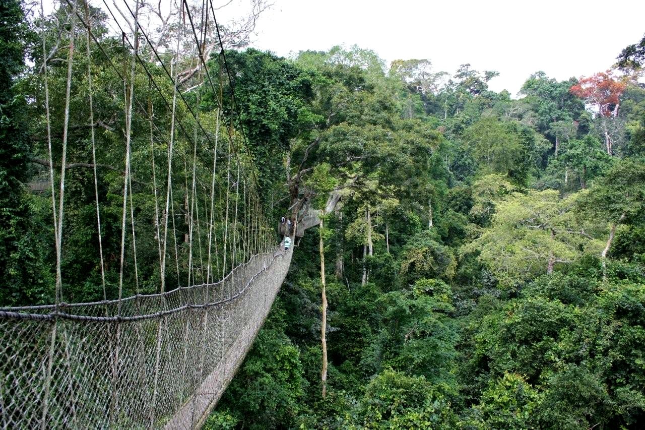 Kakum canopy walkway above the rainforest