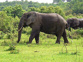 Elephants at Mole National Park